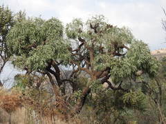 Cussonia paniculata sinuata
