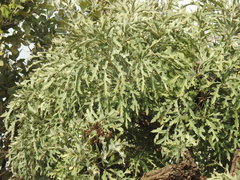 Cussonia paniculata sinuata