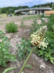 Plantago lanceolata
