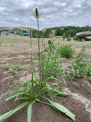 Plantago lanceolata