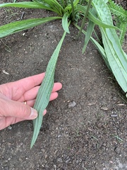 Plantago lanceolata