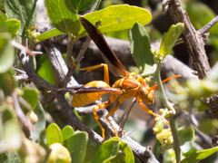 Polistes flavus