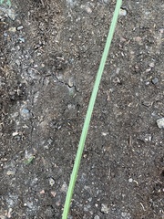 Plantago lanceolata