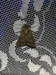 Dichagyris forcipula