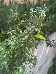 Parietaria officinalis