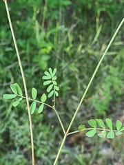 Securigera securidaca