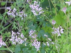 Trigonocapnos lichtensteinii