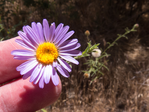 Dieteria asteroides var. asteroides
