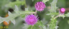 Cirsium japonicum