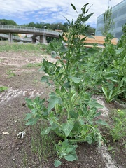 Chenopodium album