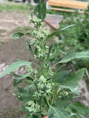 Chenopodium album