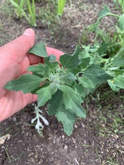 Chenopodium album
