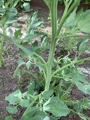 Chenopodium album