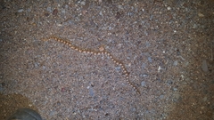 Phyllorhynchus decurtatus