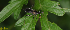 Sphedanolestes impressicollis
