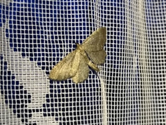 Philereme vetulata