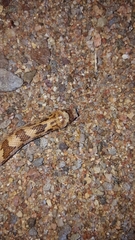 Phyllorhynchus decurtatus