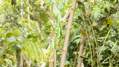 Passiflora cuspidifolia