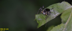 Sphedanolestes impressicollis