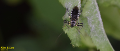 Sphedanolestes impressicollis