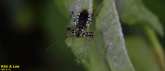 Sphedanolestes impressicollis