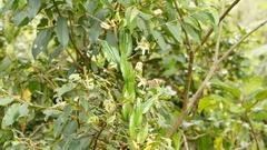 Passiflora cuspidifolia