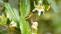 Passiflora cuspidifolia