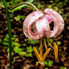 Lilium martagon