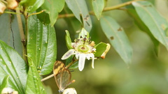 Passiflora cuspidifolia