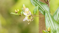 Passiflora cuspidifolia