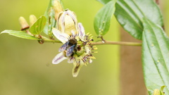 Passiflora cuspidifolia