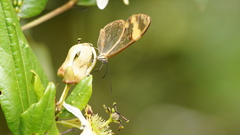 Passiflora cuspidifolia