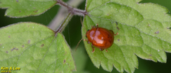 Argopus