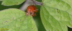 Argopus
