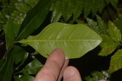 Dysoxylum
