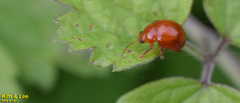 Argopus