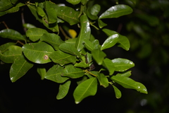 Acronychia oblongifolia