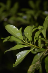 Acronychia oblongifolia
