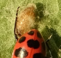 Dinocampus coccinellae