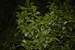 Acronychia oblongifolia