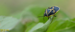 Eurydema gebleri