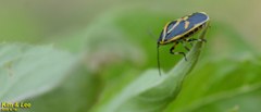 Eurydema gebleri