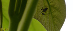 Sphedanolestes impressicollis