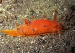 Plocamopherus