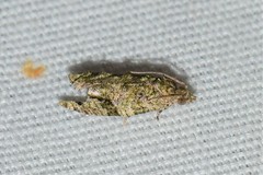 Proteoteras implicata