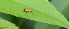 Nemophora staudingerella
