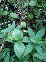 Lamium galeobdolon