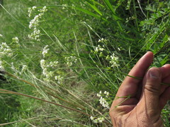 Galium octonarium