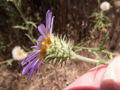 Dieteria asteroides asteroides