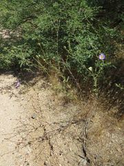 Dieteria asteroides asteroides